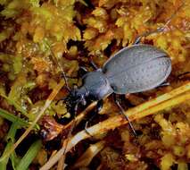 Image of Carabus (Oreocarabus) taedatus Fabricius 1787