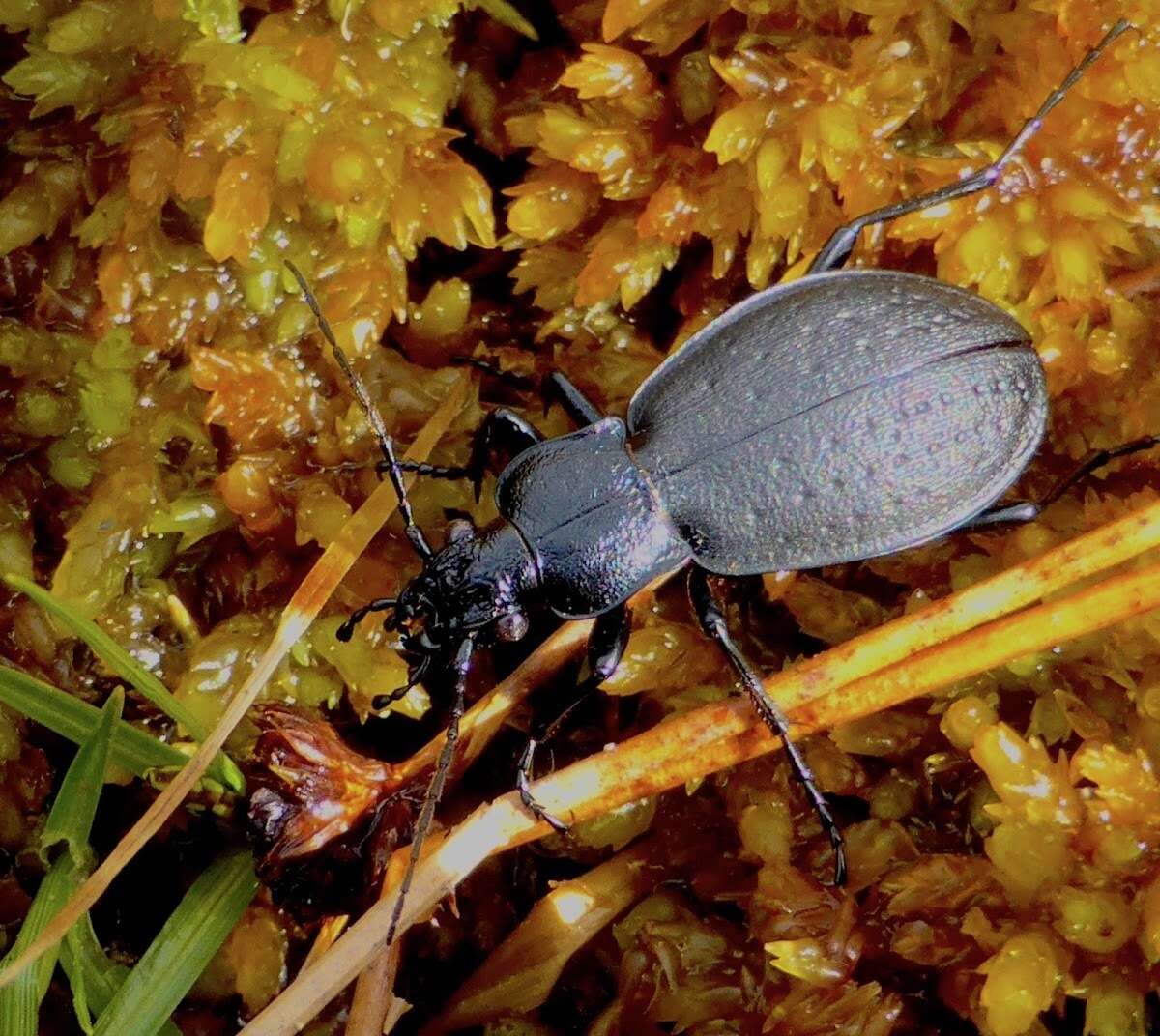 Image of Carabus (Oreocarabus) taedatus Fabricius 1787