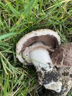 Image of Agaricus pattersoniae Peck 1907