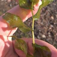 Image of Richardson's pondweed