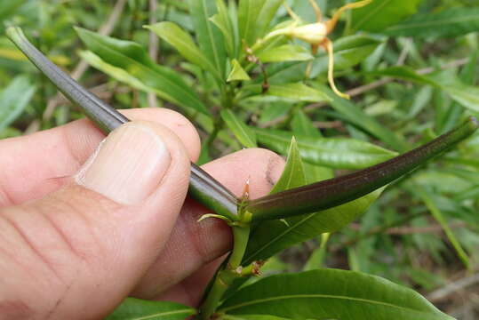 Image of Forest poison rope