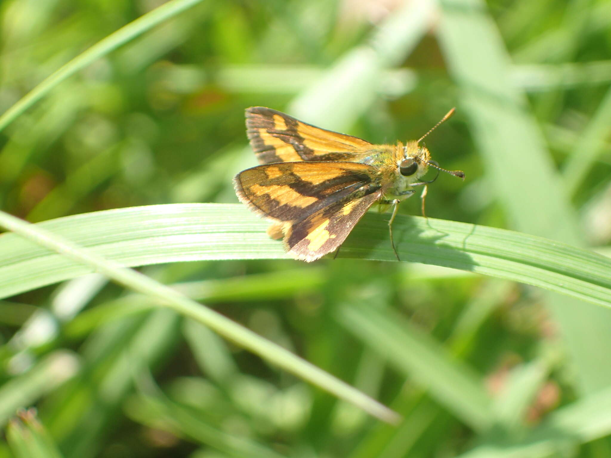 Sivun Ocybadistes flavovittata Latreille 1824 kuva