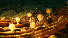 Image of Sycozoa gaimardi (Herdman 1886)