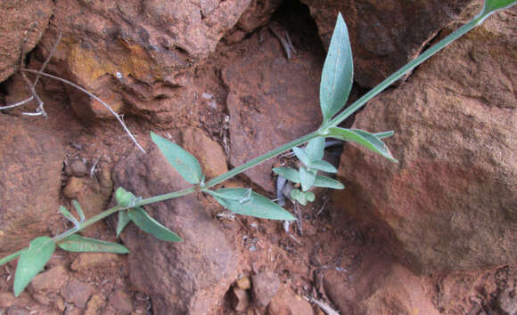 Image of Dicliptera transvaalensis C. B. CI.