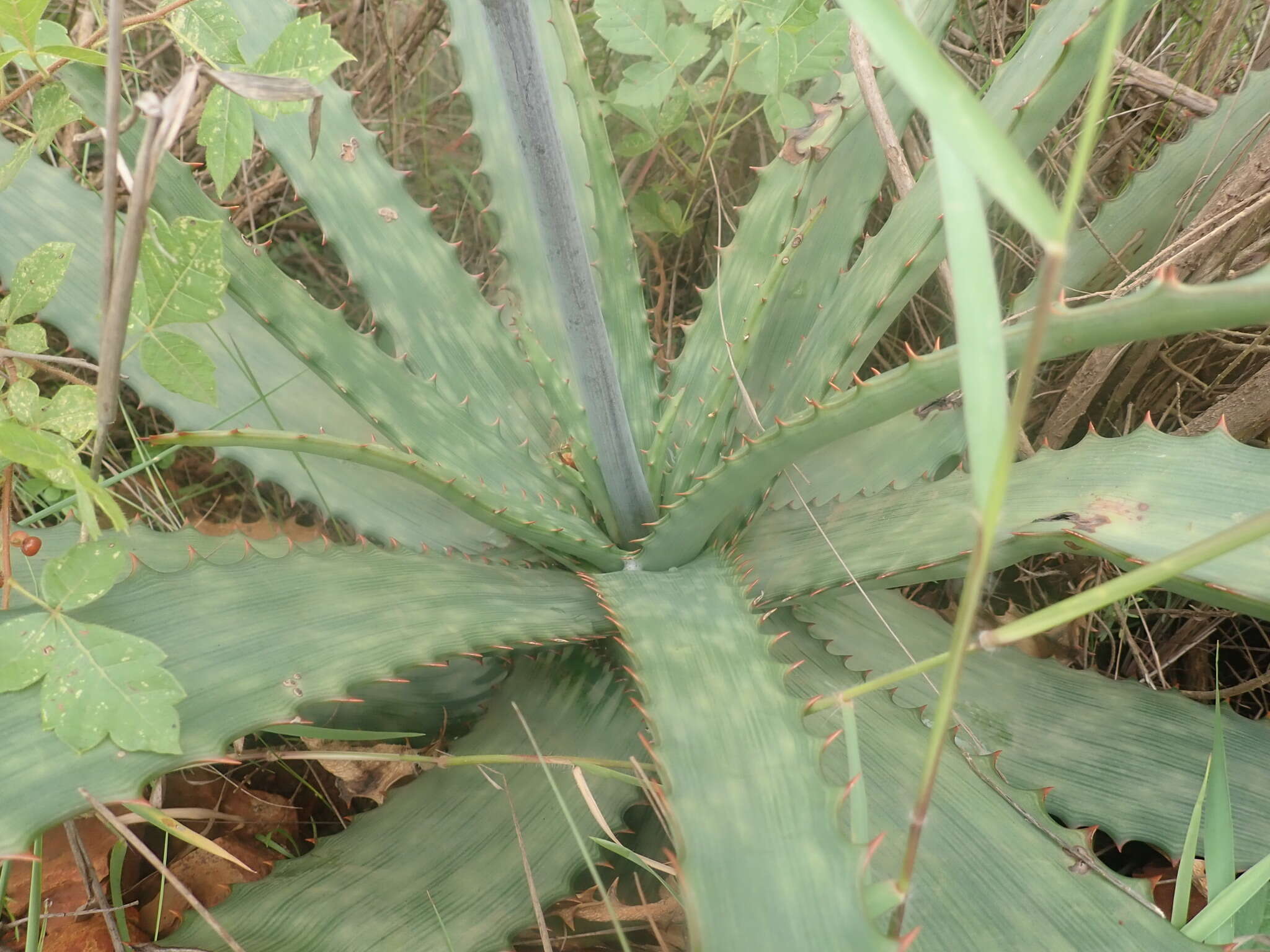 Aloe fosteri Pillans resmi