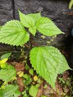 Image of Hawaii Wood-Nettle