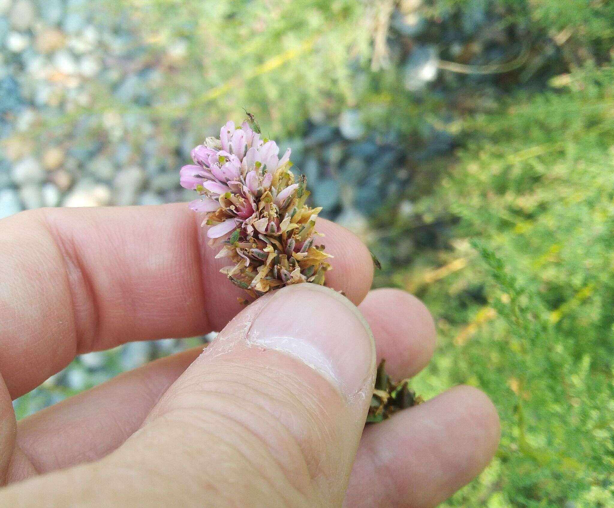 صورة Myricaria bracteata Royle