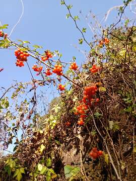 Image of Solanum appendiculatum Humb. & Bonpl. ex Dun.