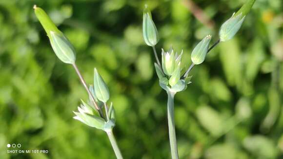 Plancia ëd Cerastium perfoliatum L.