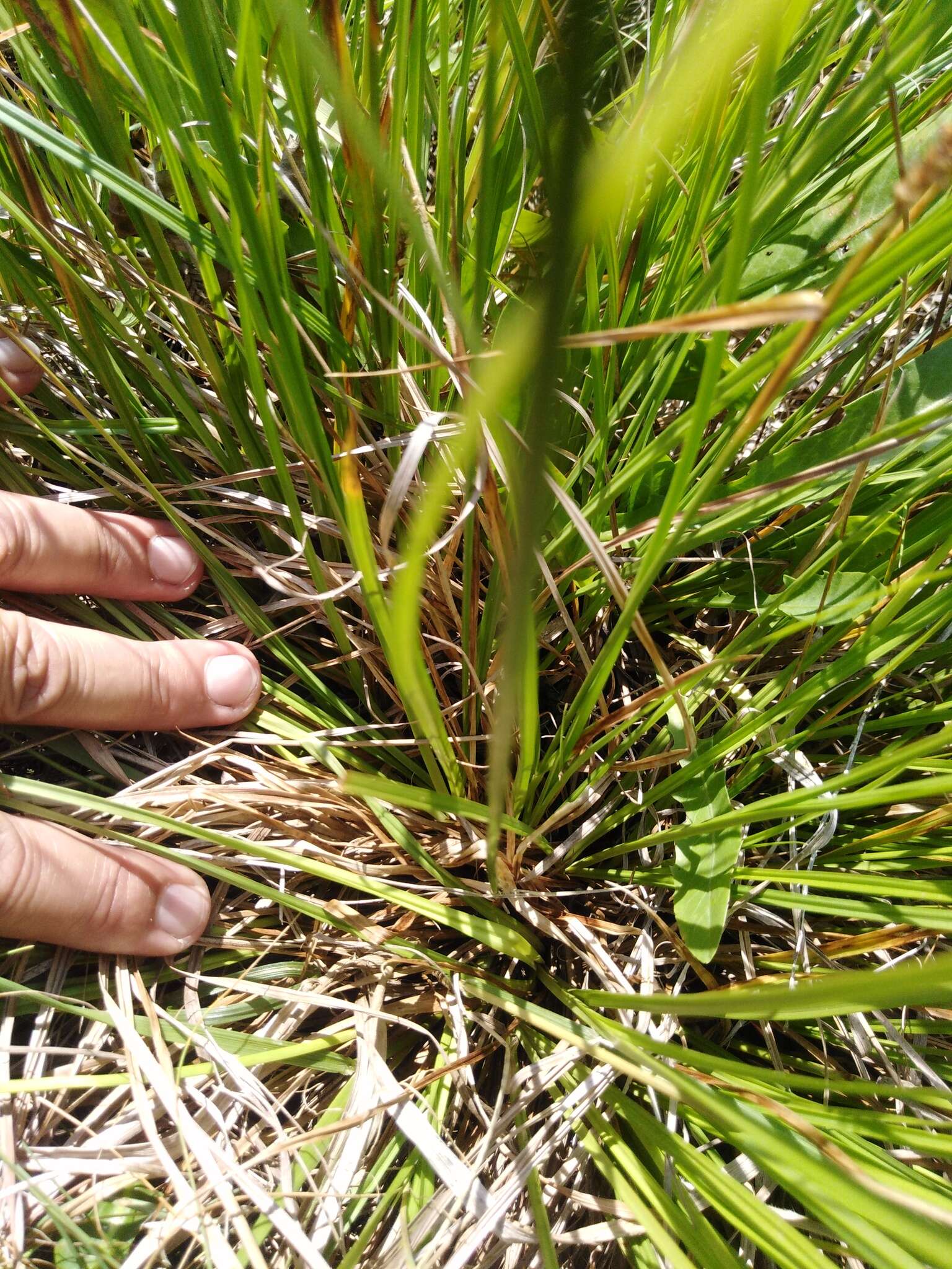 Sivun Carex diluta M. Bieb. kuva