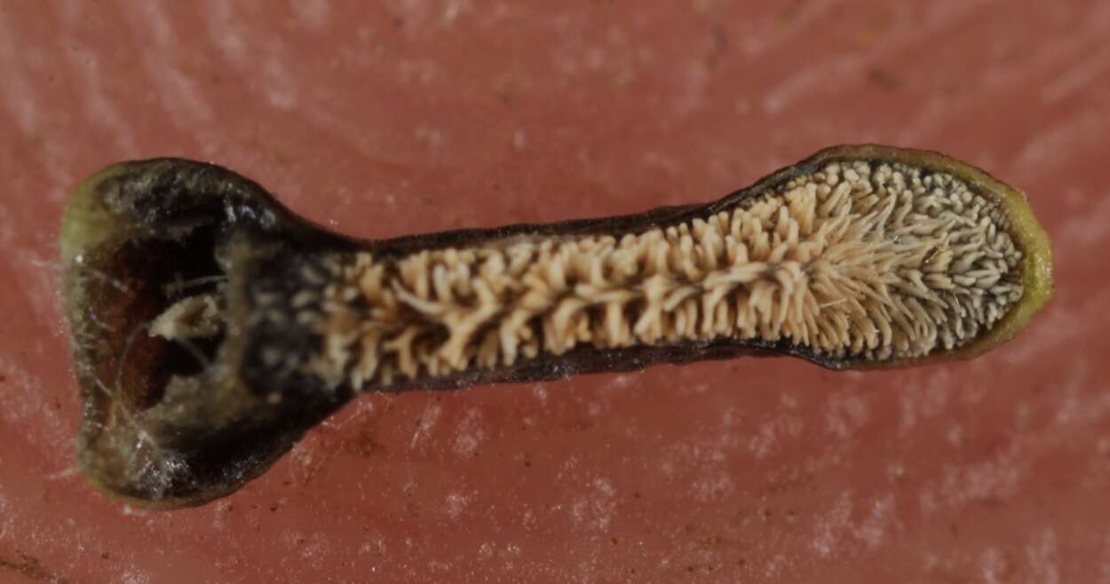 Image of Glandularia quadrangulata (A. Heller) Umber