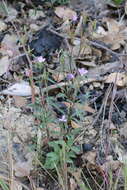 Image of Waltham Creek clarkia