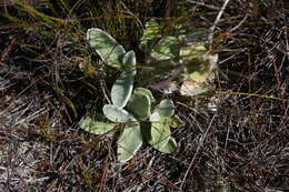 Слика од Helichrysum grandiflorum (L.) D. Don