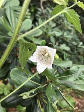 Image of Campanula punctata var. punctata