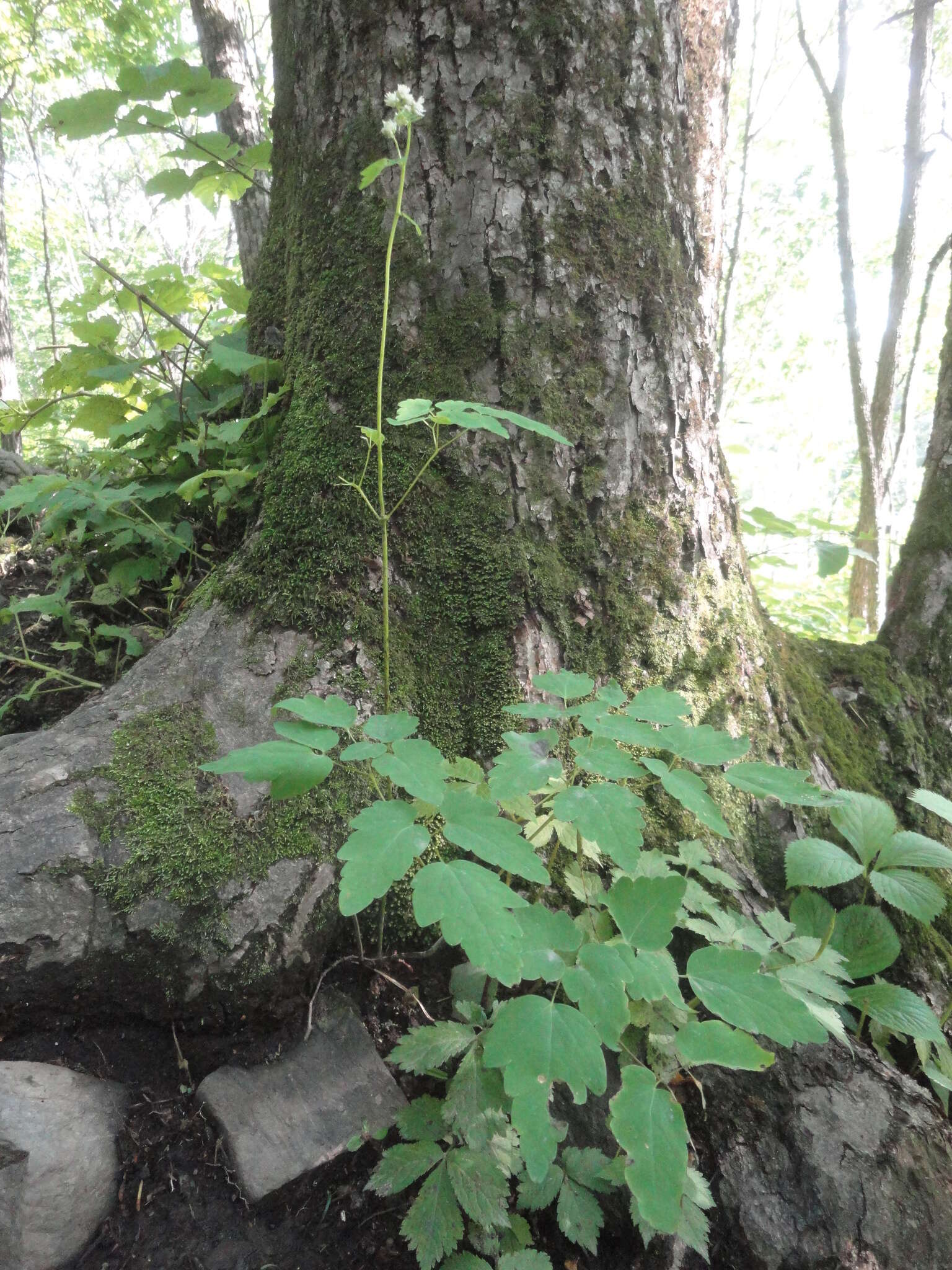 Sivun Thalictrum tuberiferum Maxim. kuva