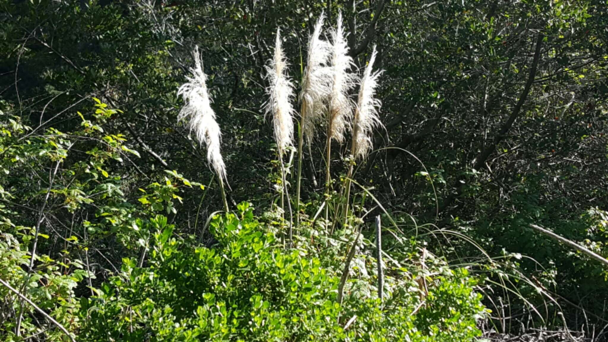 Cortaderia jubata (Lemoine) Stapf的圖片