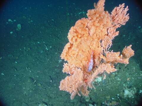 Image of Pacific red tree coral