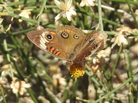 Image of Junonia pacoma