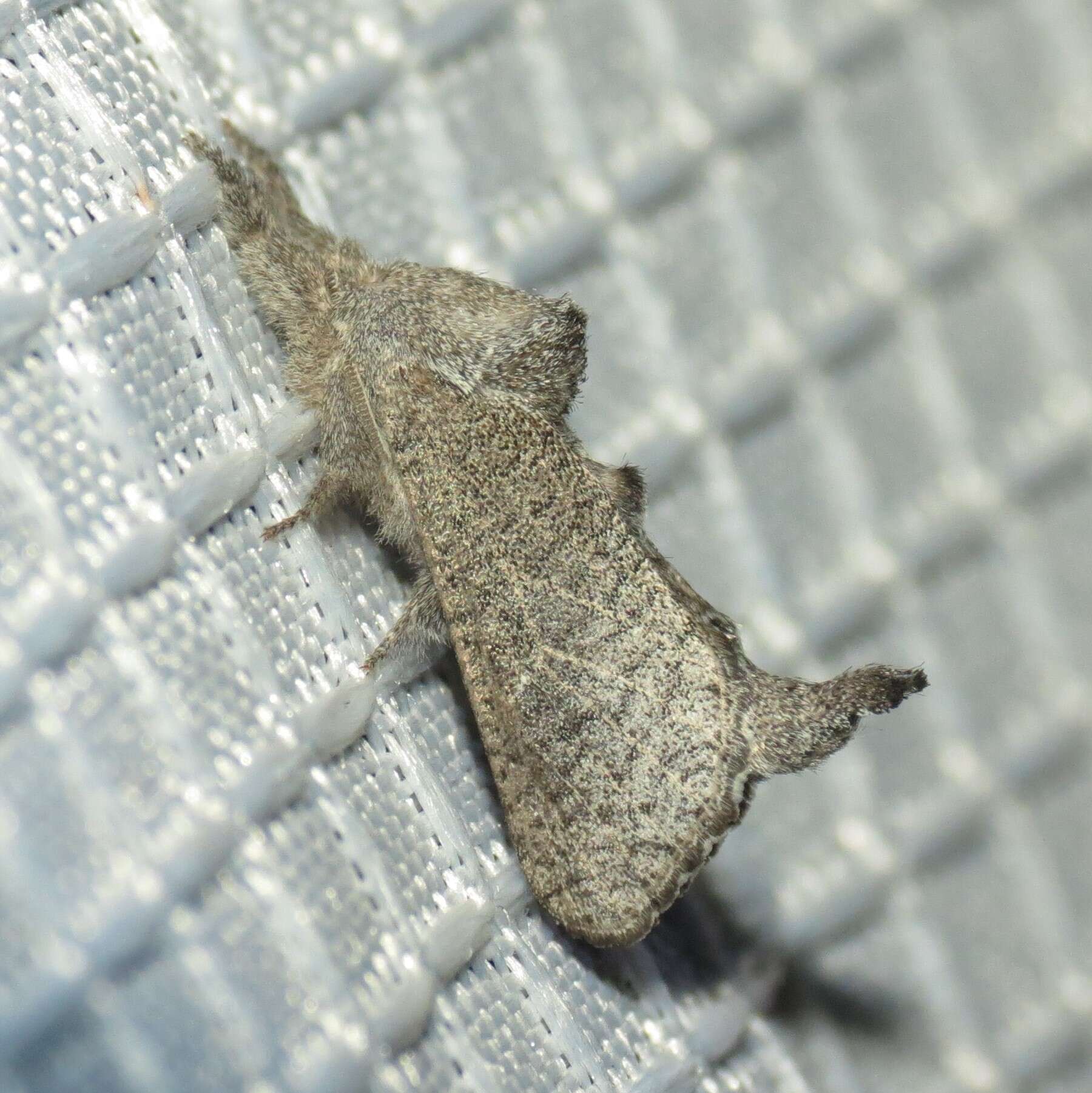 Image of Pine Carpenterworm Moth