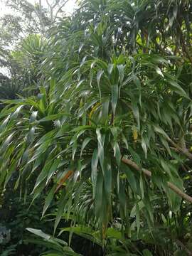 Image of Dracaena cambodiana Pierre ex Gagnep.