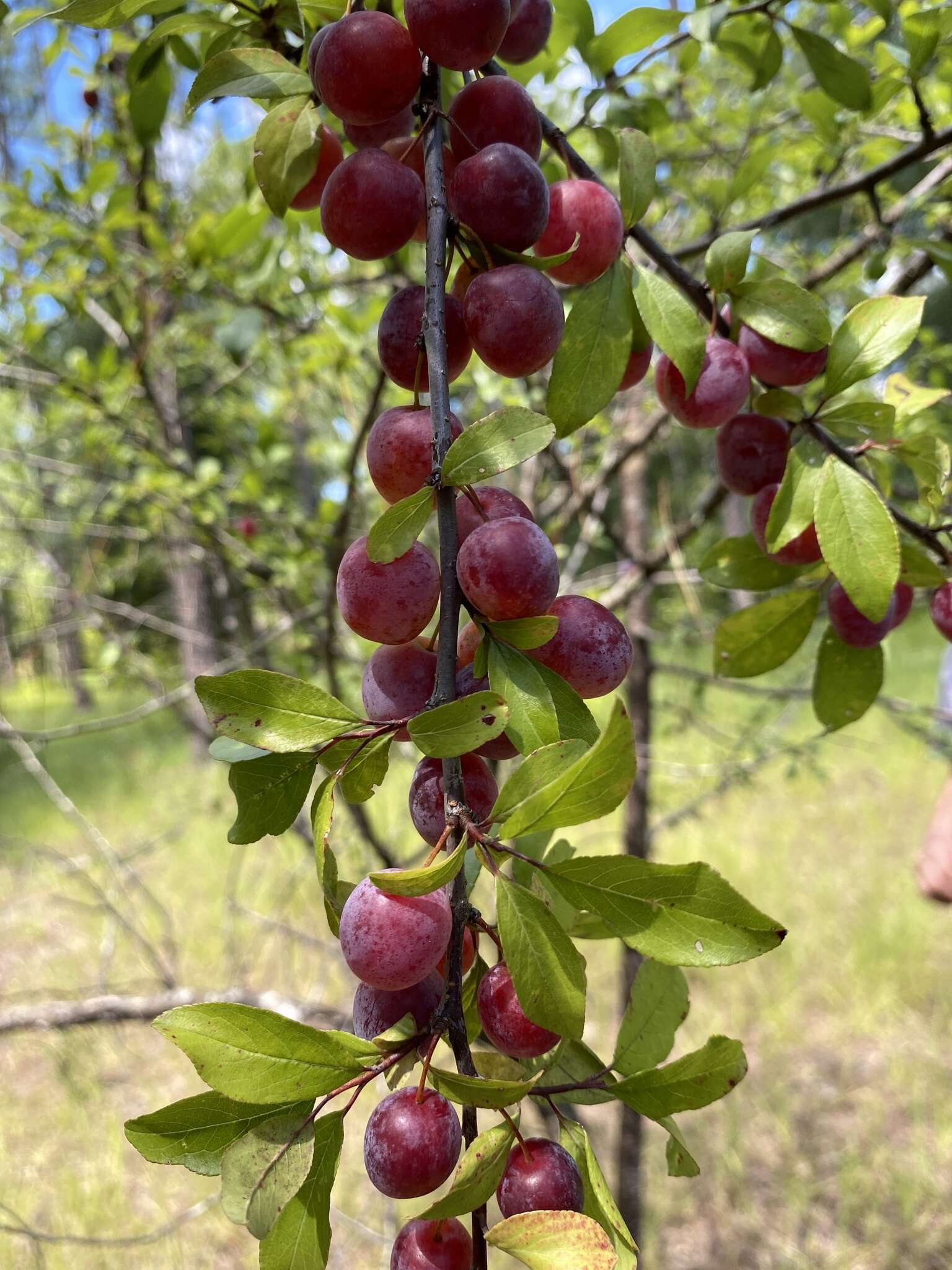 Prunus umbellata Ell. resmi