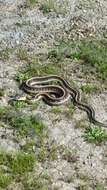 Image of Thamnophis sirtalis infernalis (Blainville 1835)