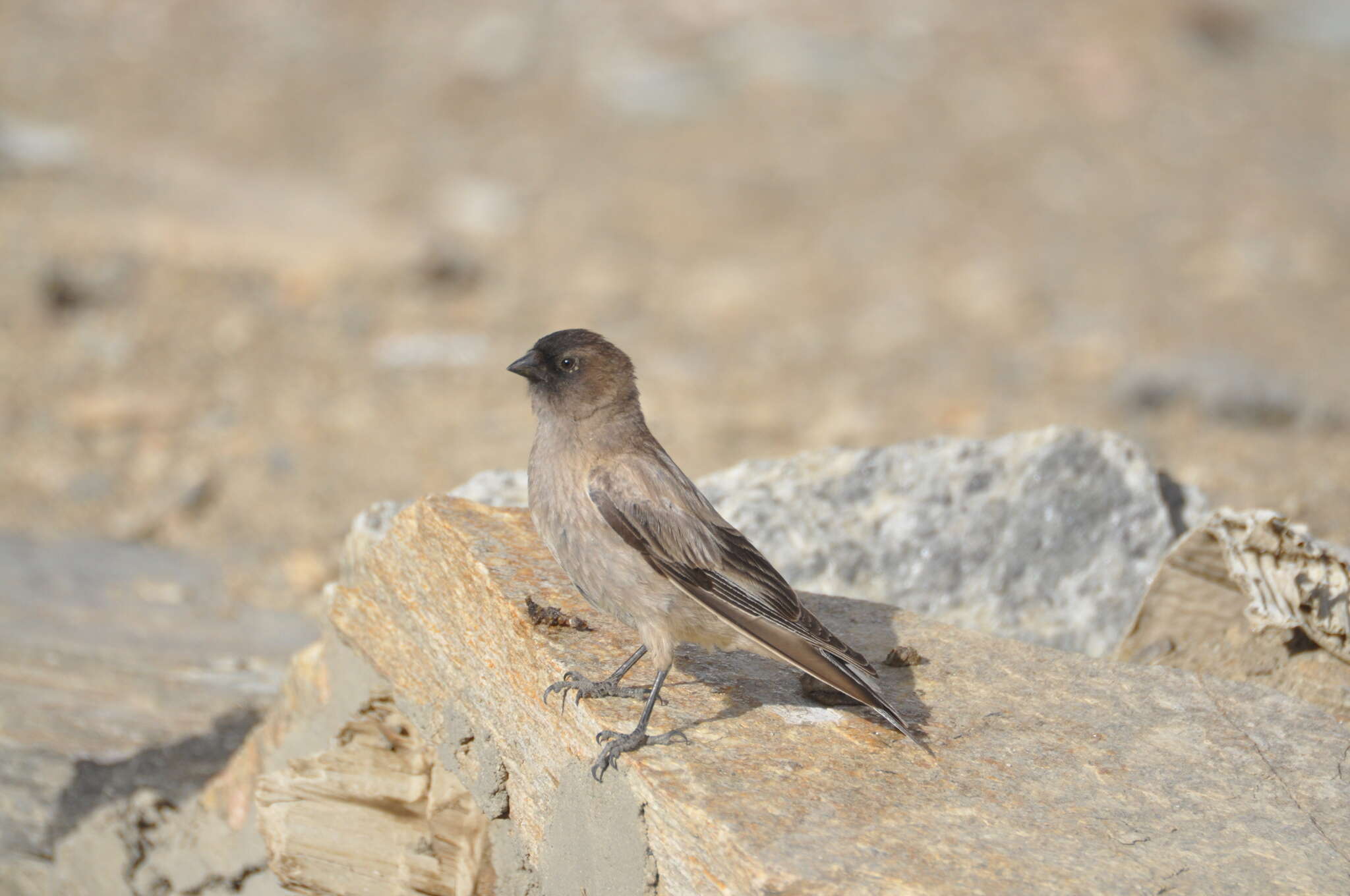 Image of Black-headed Mountain-Finch