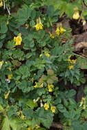 Image of scorpion senna