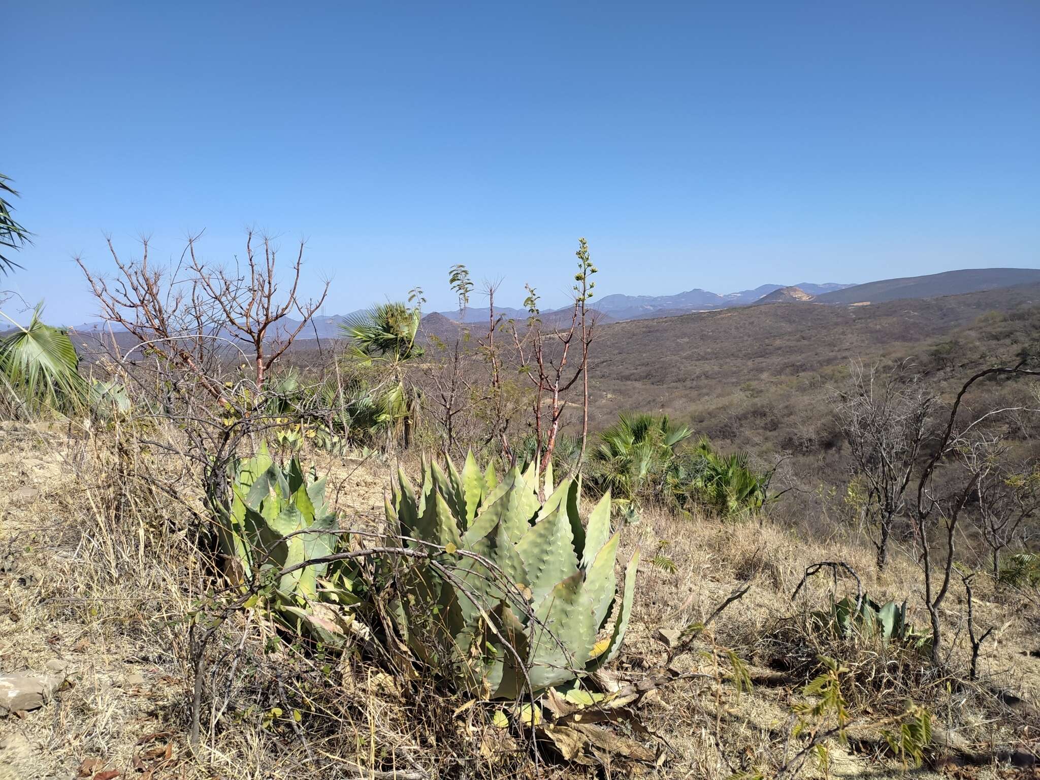 Image of Agave cupreata Trel. & A. Berger