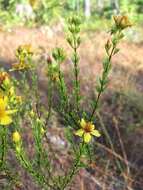 Image of Atlantic St. John's-Wort