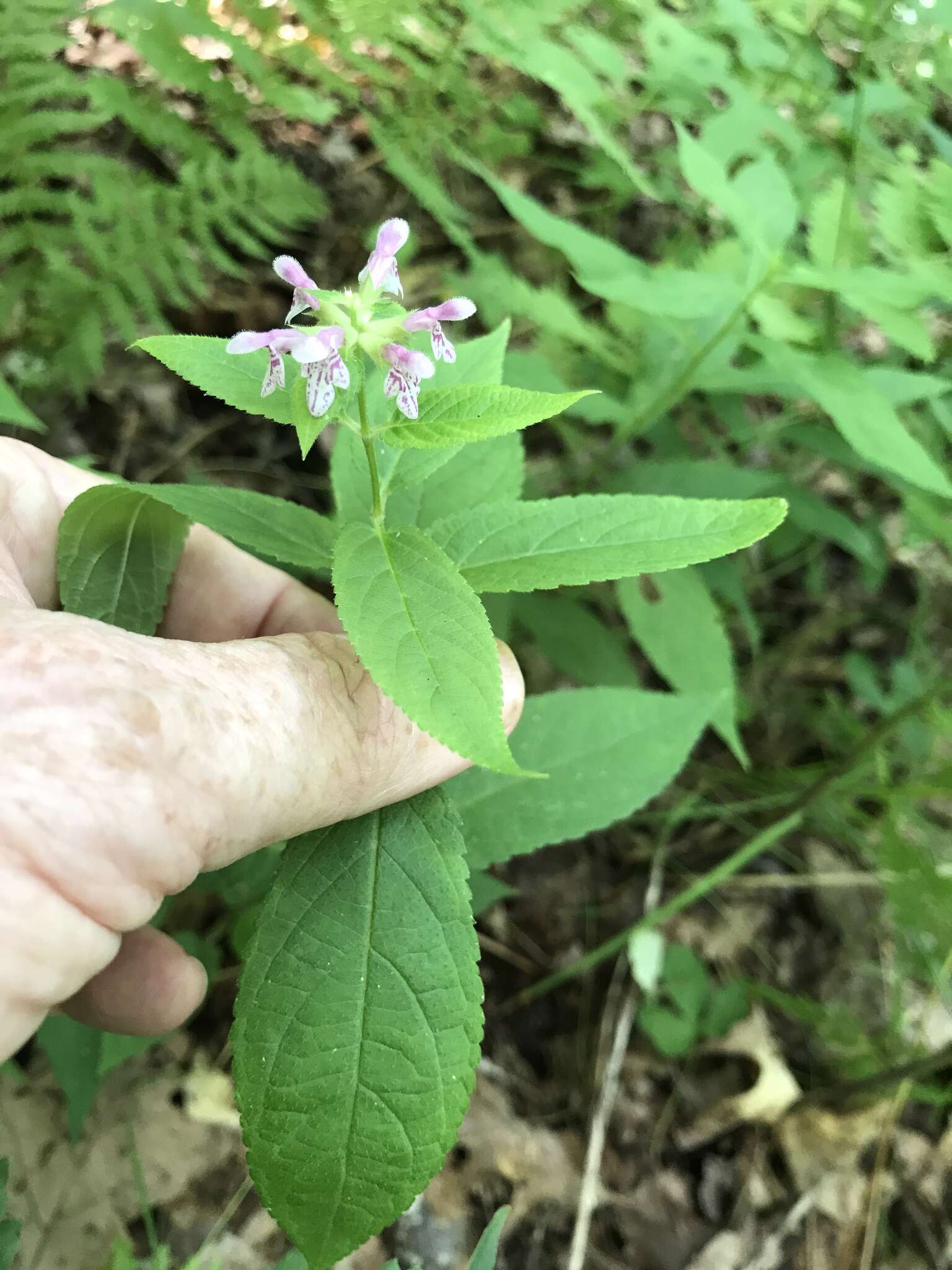 Stachys latidens Small resmi