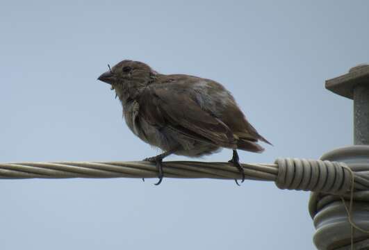 Image of Barbados Bullfinch