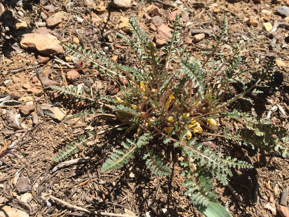 صورة Pedicularis semibarbata A. Gray