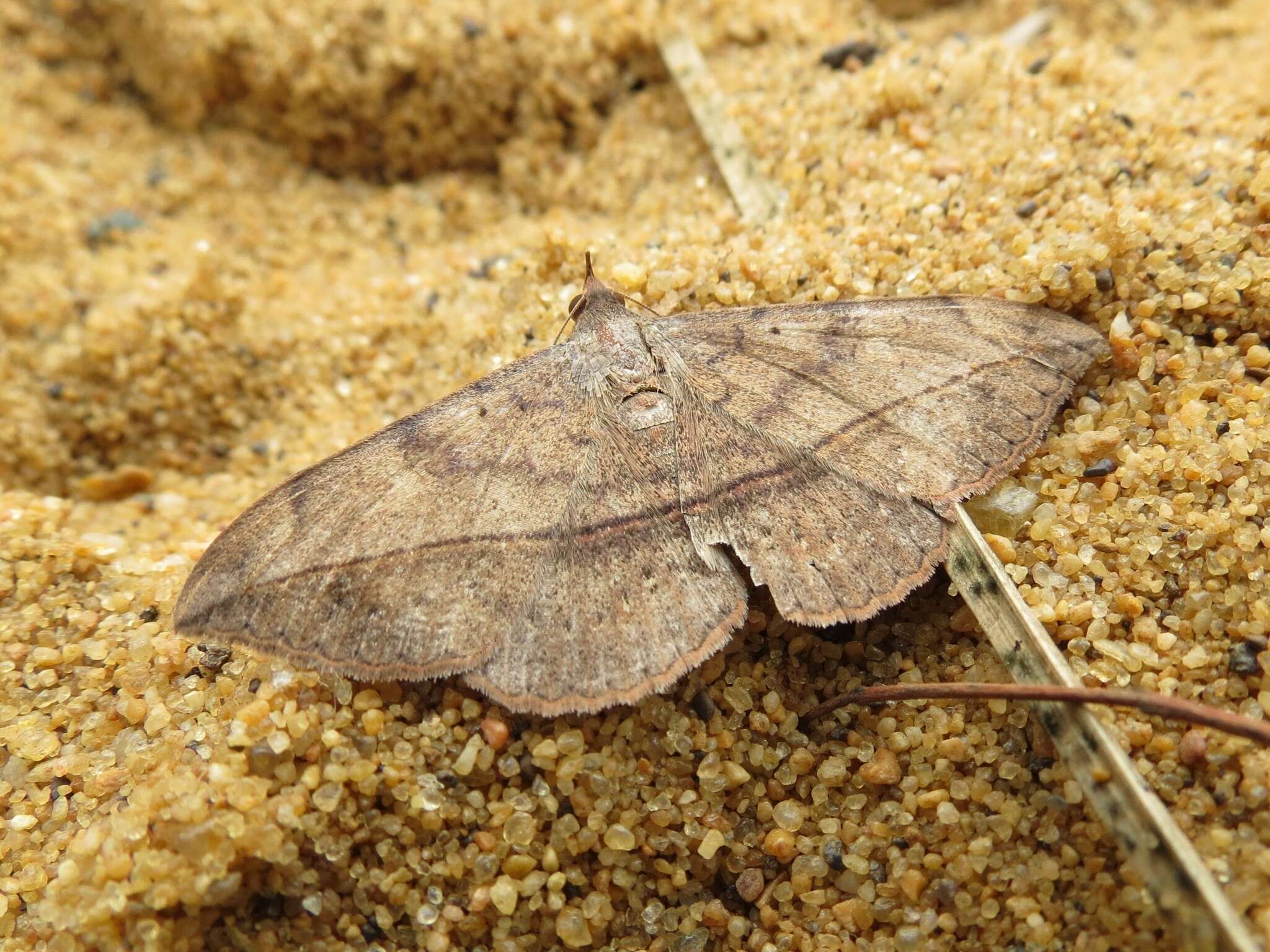 Image of Velvetbean Caterpillar Moth