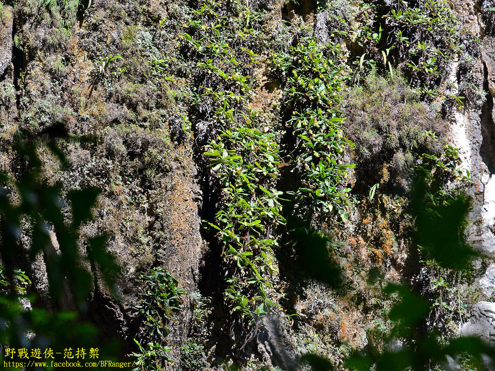 Image of Bell-Shaped Pitcher-Plant