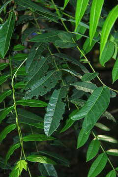 Image of Ailanthus triphysa (Dennst.) Alston