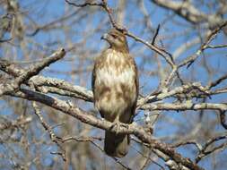 Image of Madagascan Buzzard