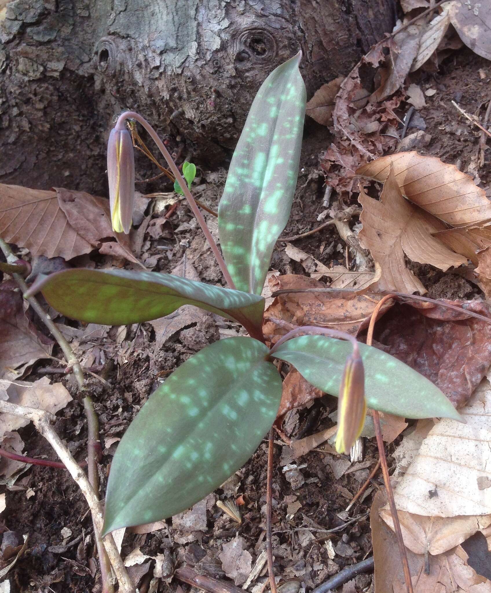 Image of dimpled troutlily