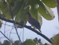 صورة Patagioenas cayennensis (Bonnaterre 1792)