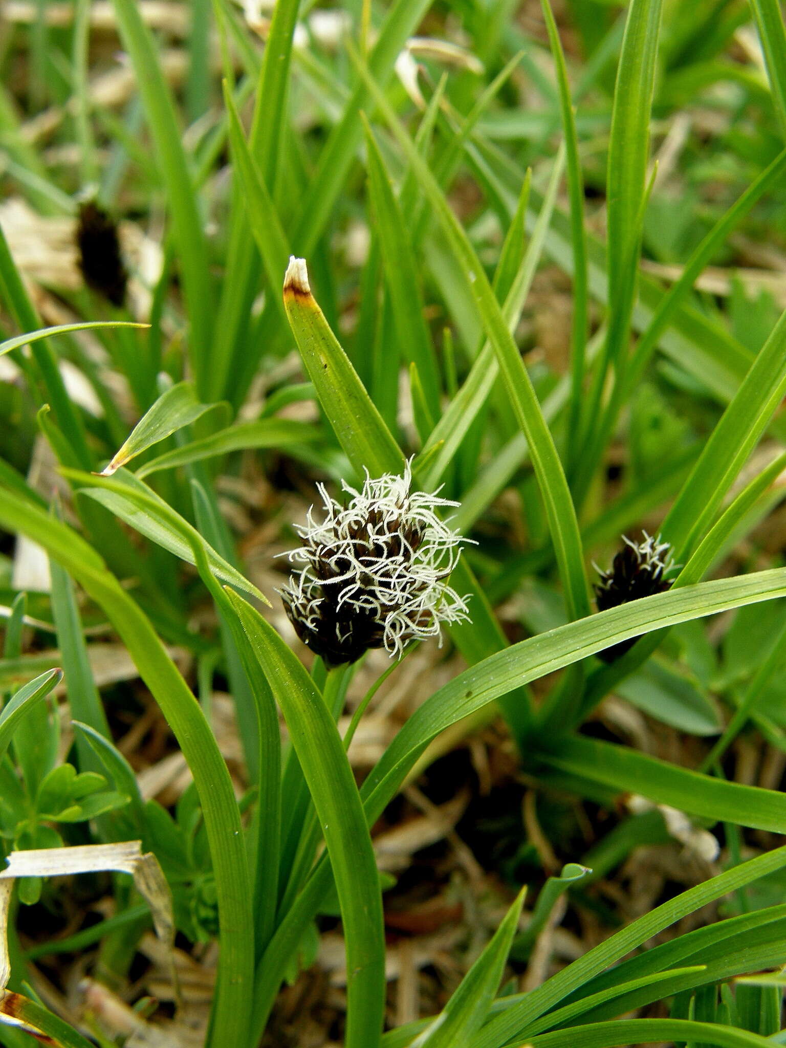 Image of Stinking Sedge