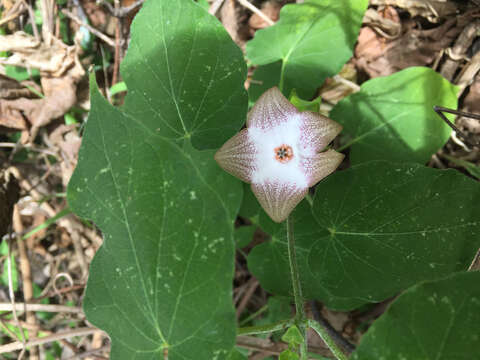 صورة Polystemma guatemalense (Schltr.) W. D. Stevens