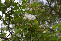 Plancia ëd Bauhinia macranthera Hemsl.