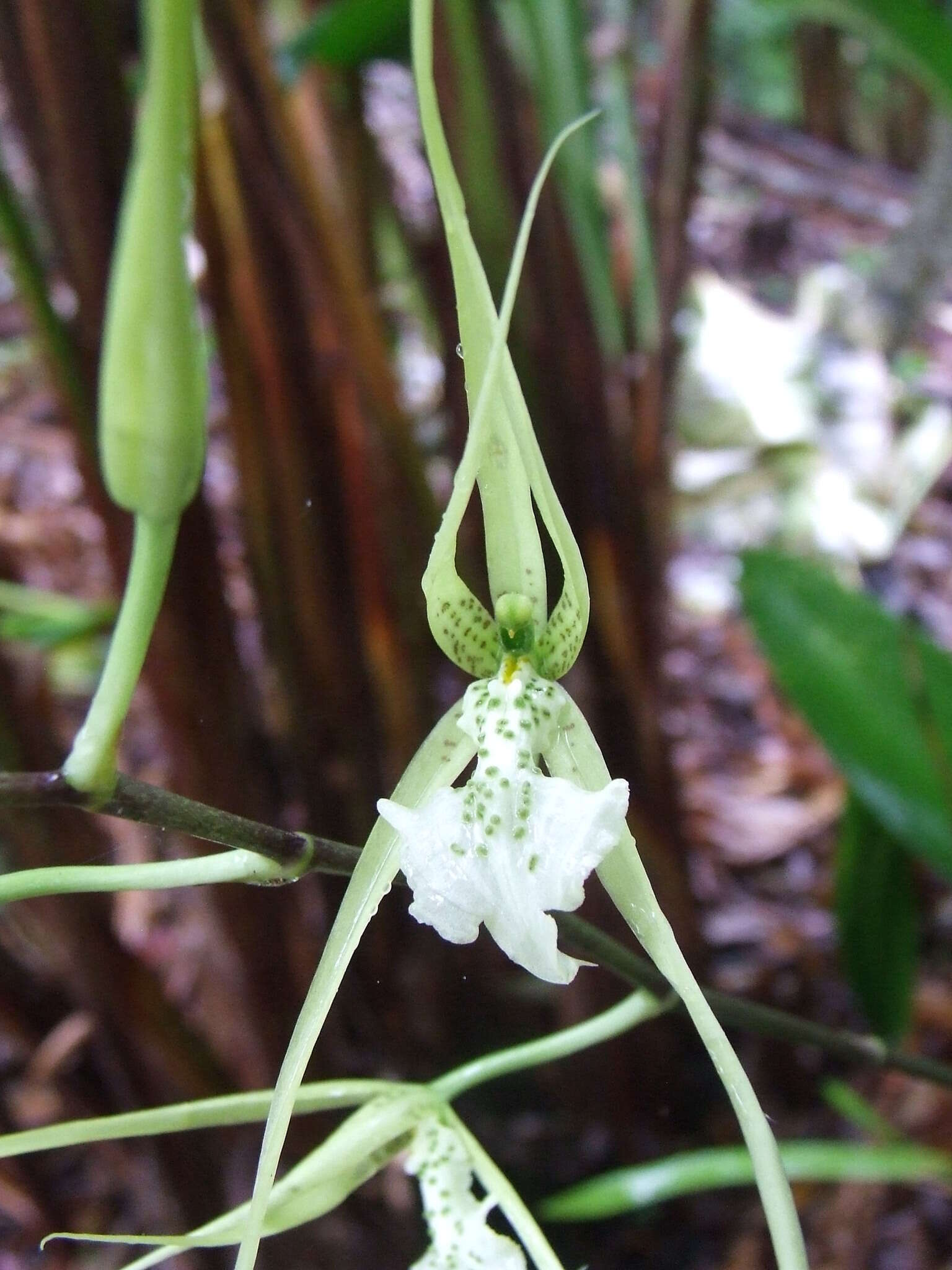 Image of Warty Brassia