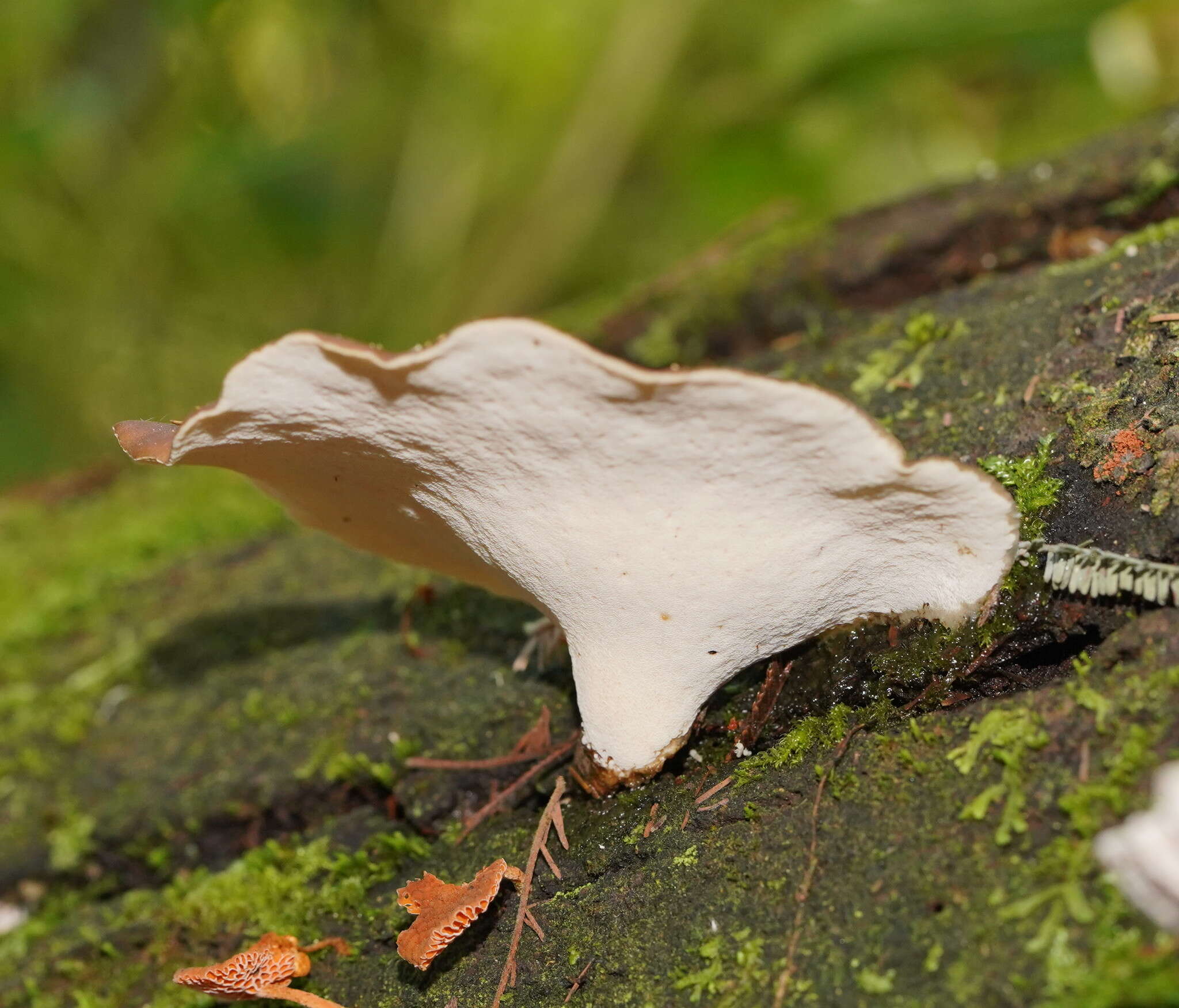 Image de Polyporus gayanus Lév. 1846