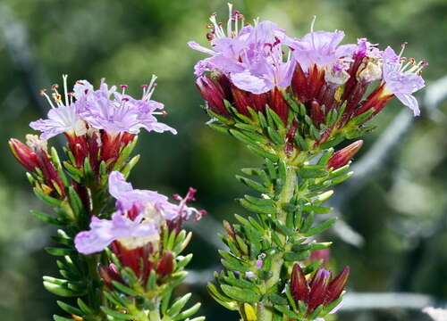 Image of Frankenia repens (Bergius) Fourc.