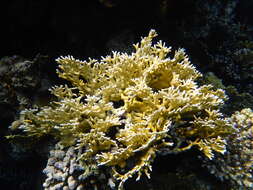 Image of Fire coral