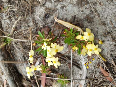 Image of Stylidium acuminatum (Carlquist) Wege