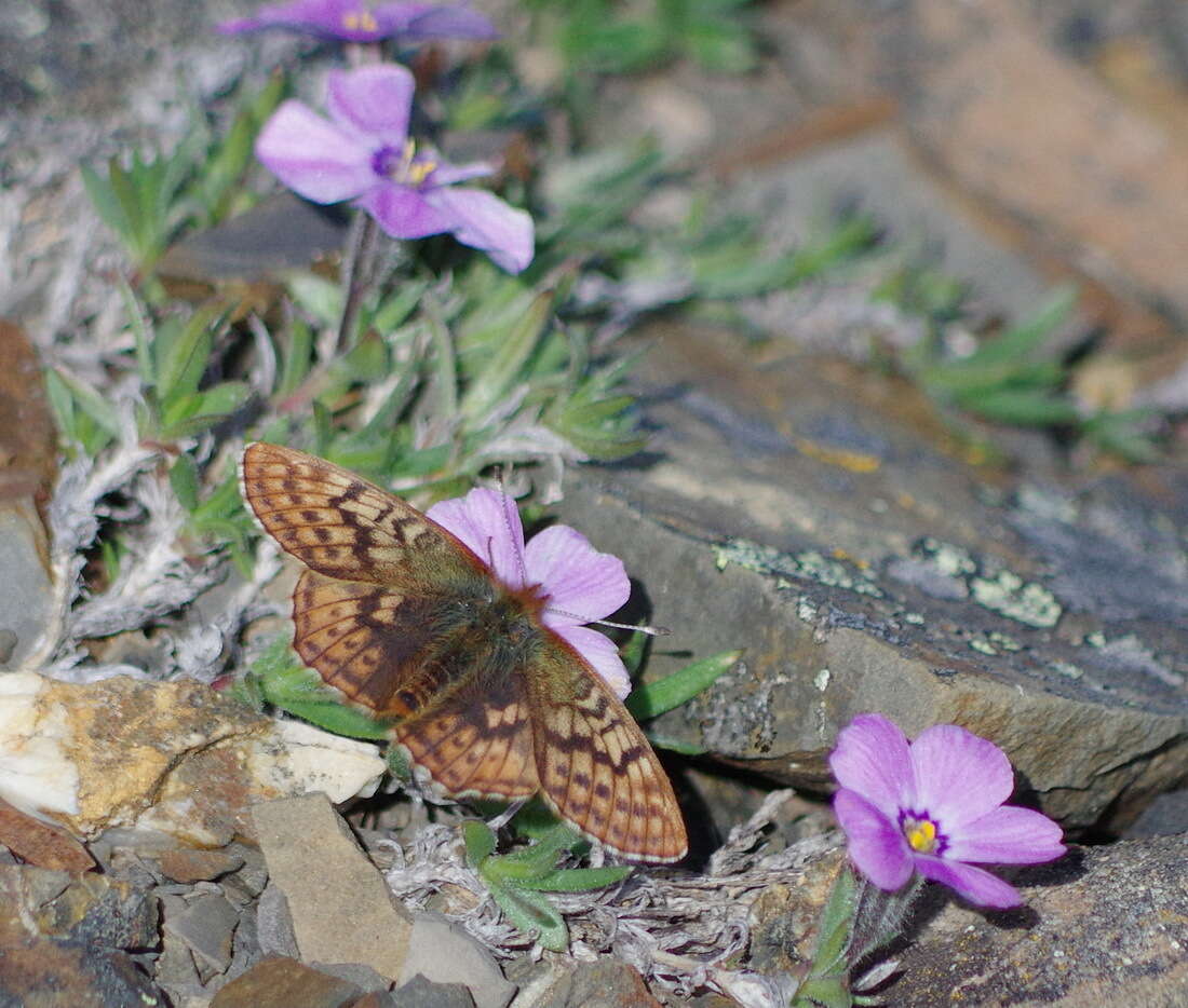 Image of Dingy Fritillary