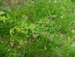 Image of drug fumitory