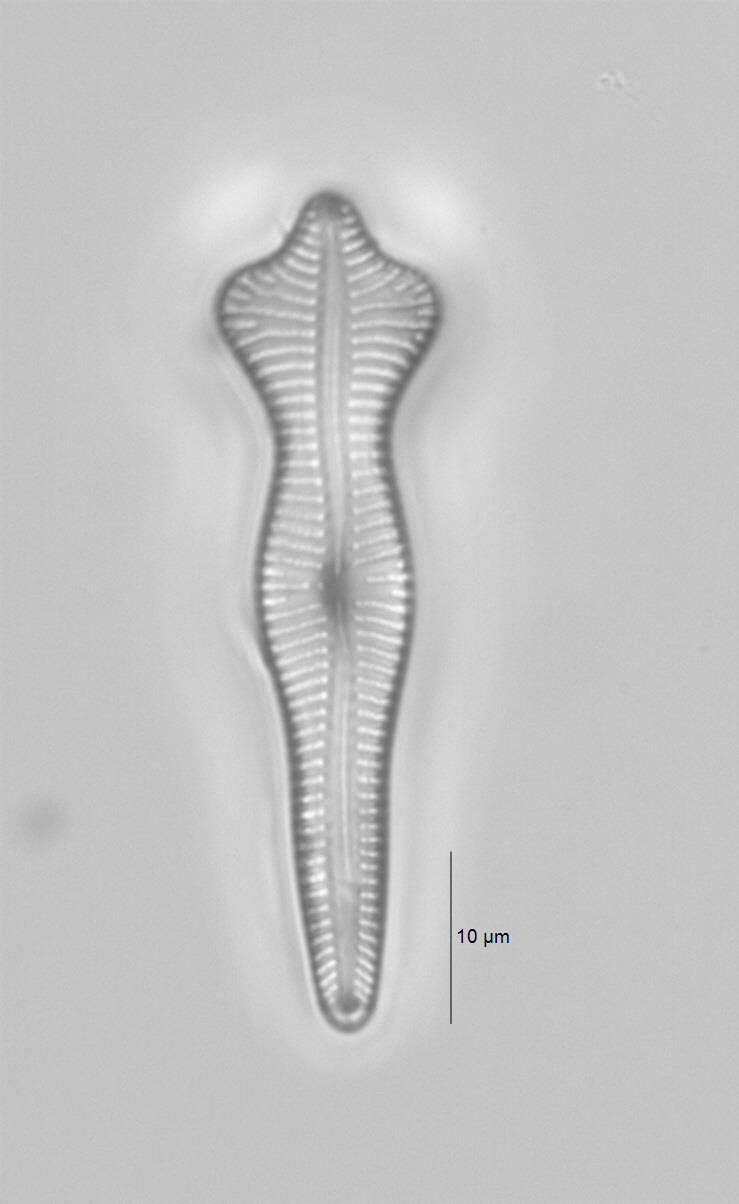 Imagem de Gomphonema acuminatum